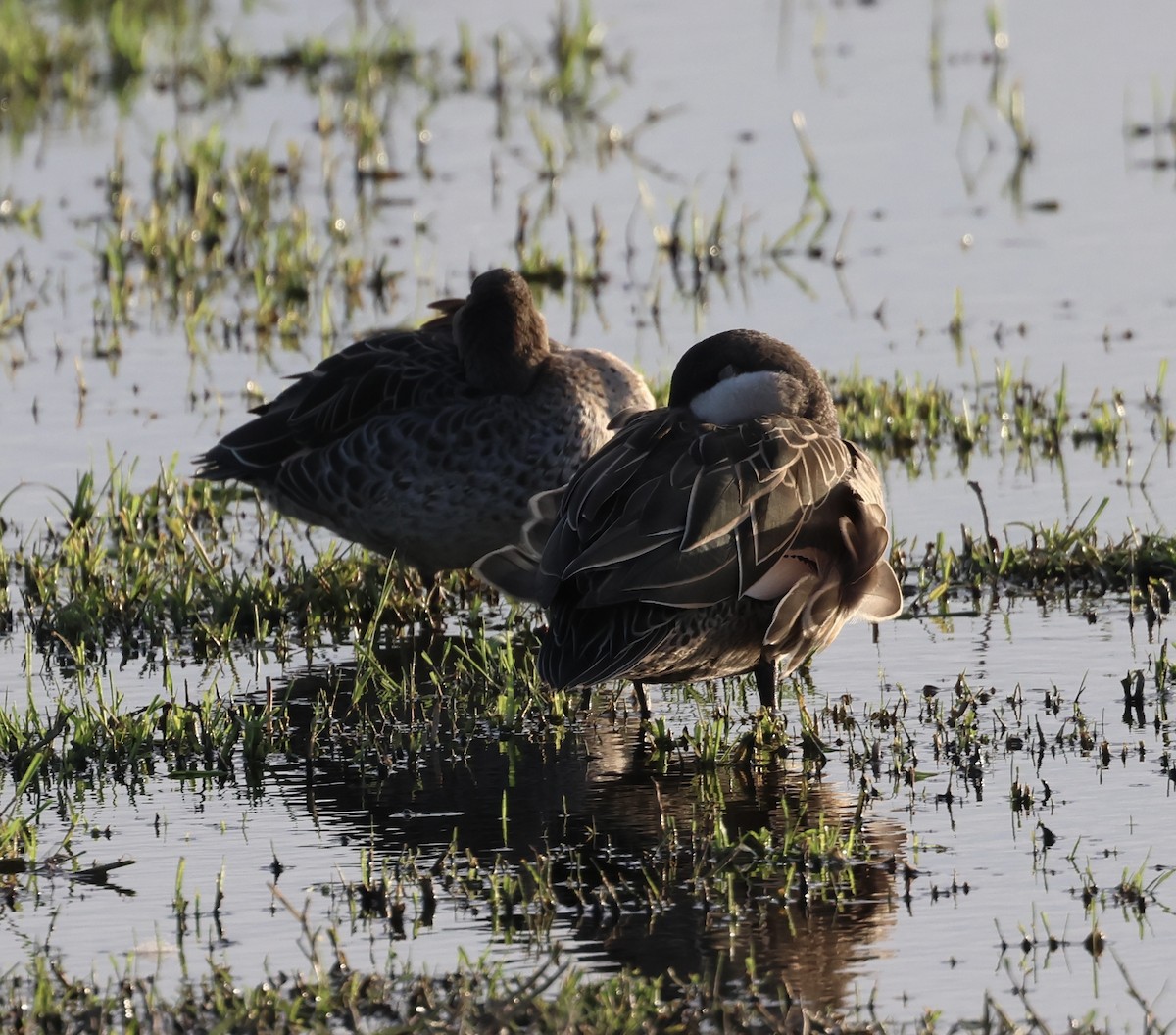 Red-billed Duck - ML646406513