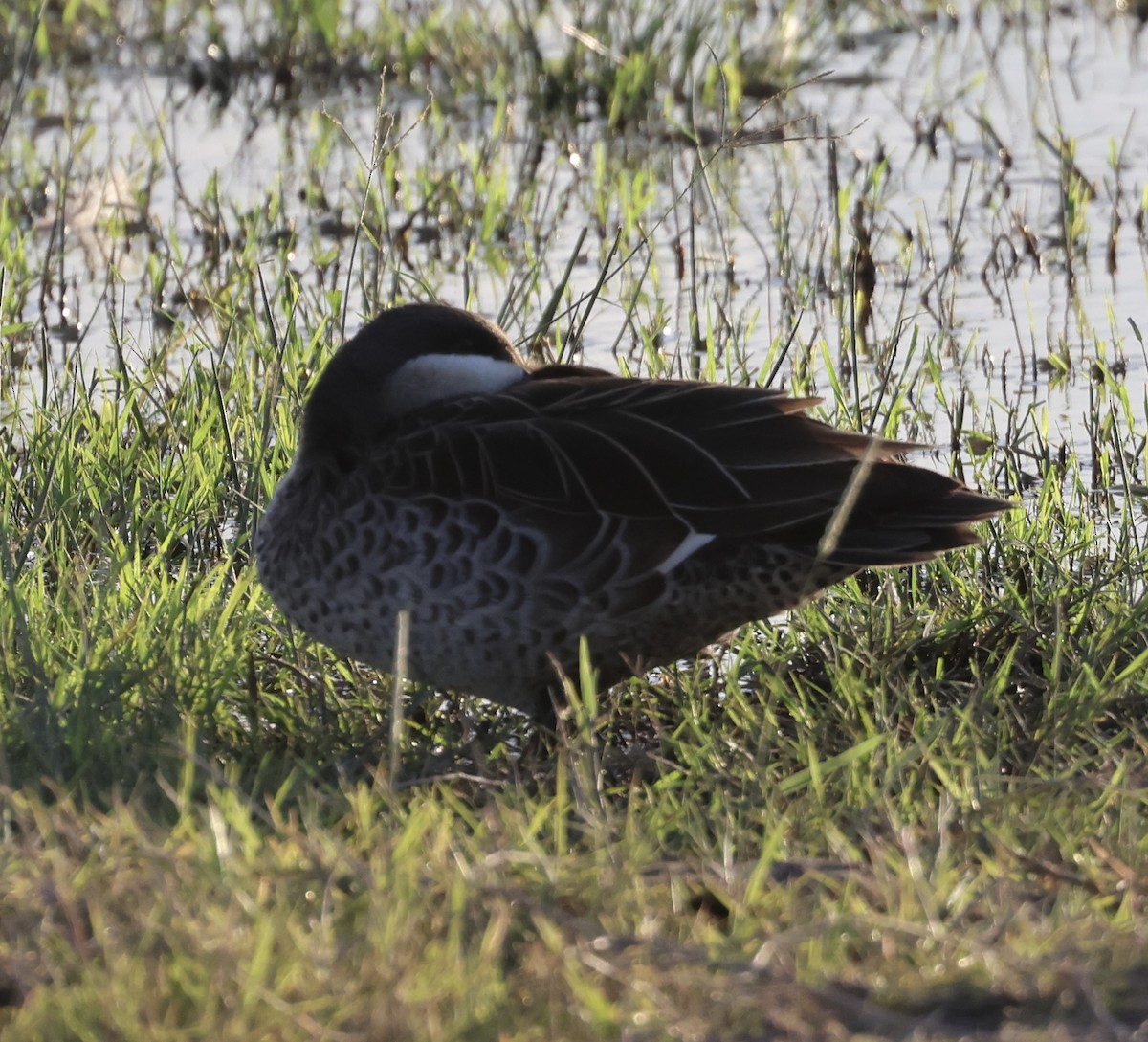 Red-billed Duck - ML646406514