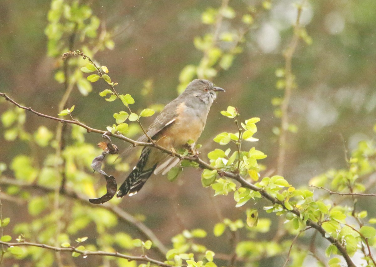 Plaintive Cuckoo - ML646406518