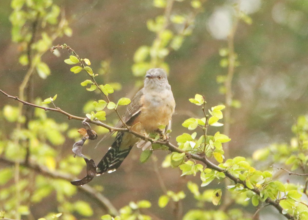 Plaintive Cuckoo - ML646406519