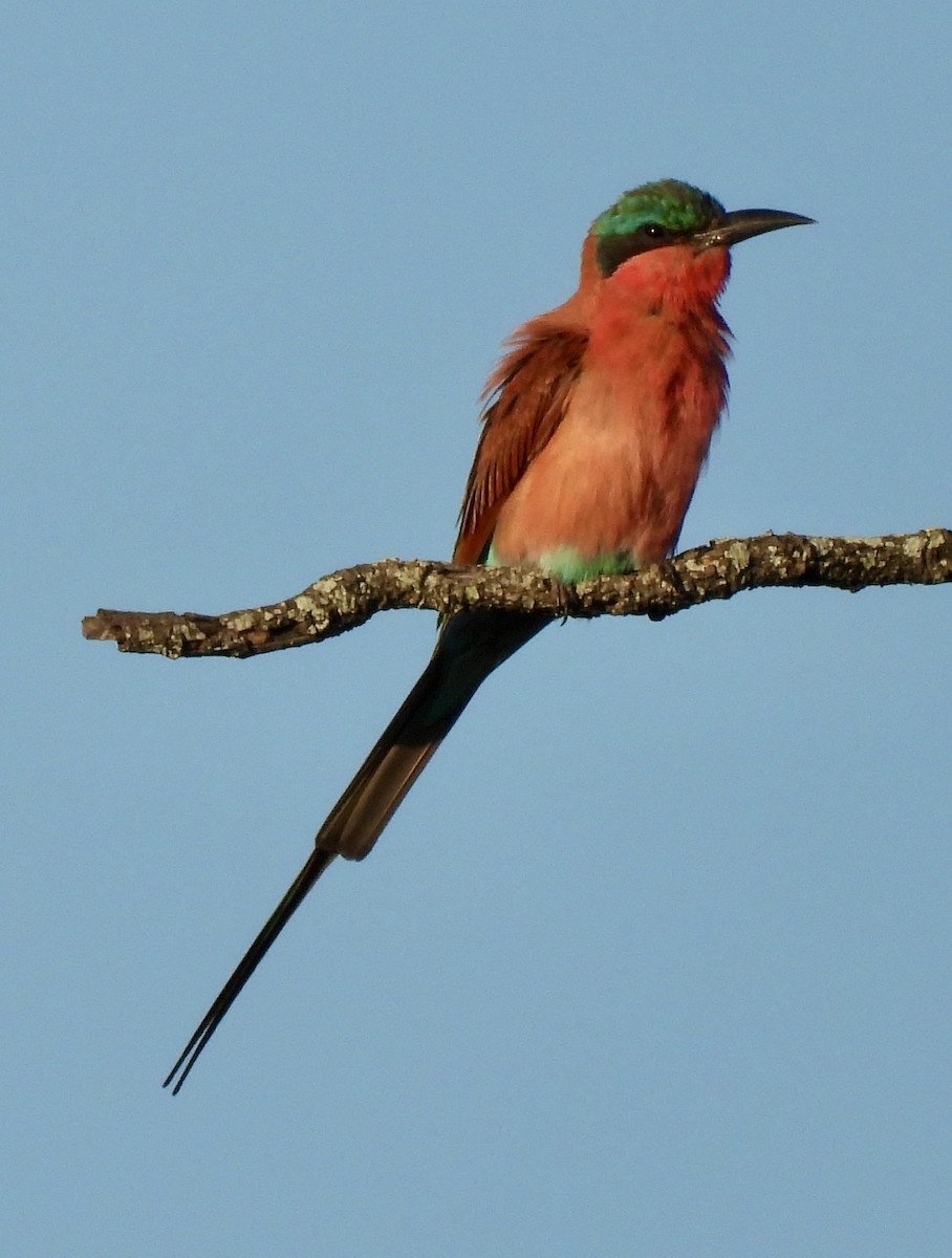 Southern Carmine Bee-eater - ML646406520