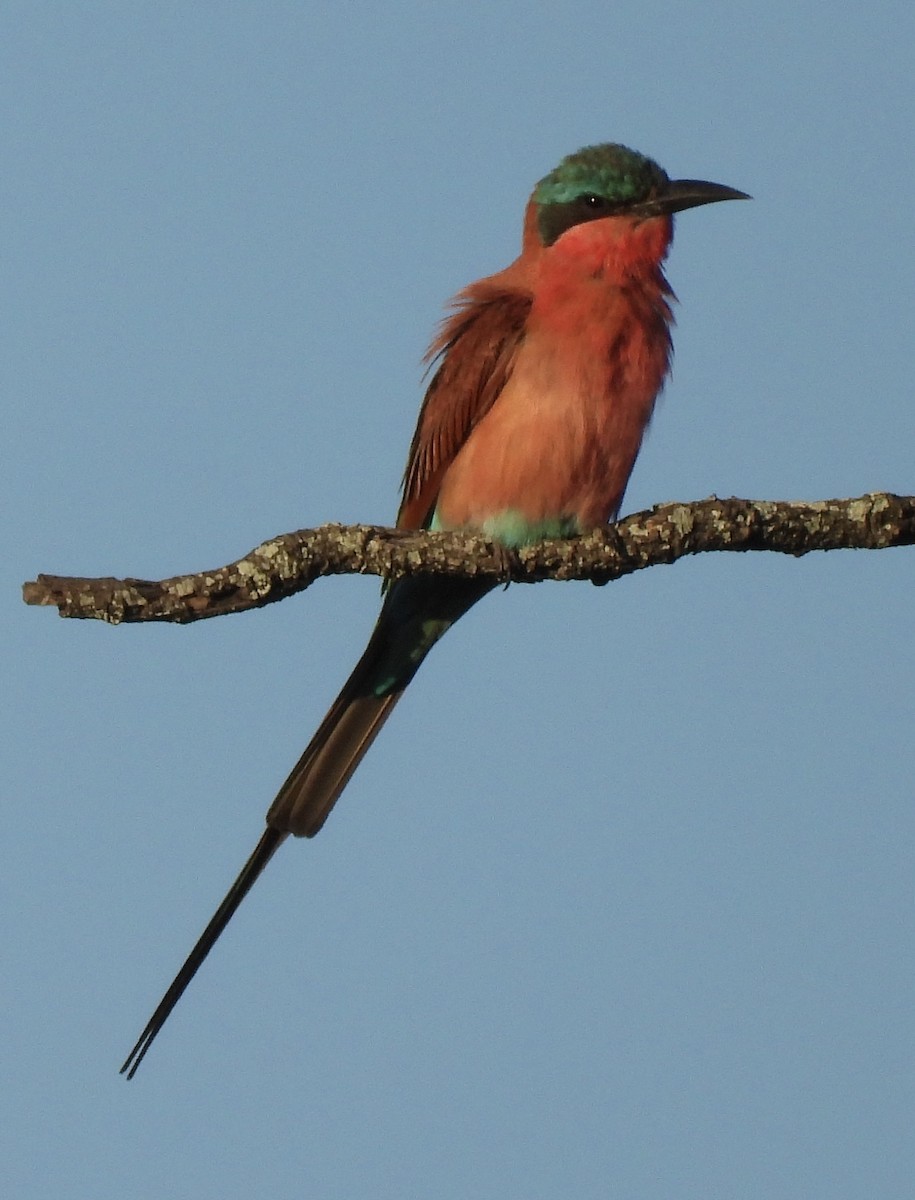 Southern Carmine Bee-eater - ML646406521