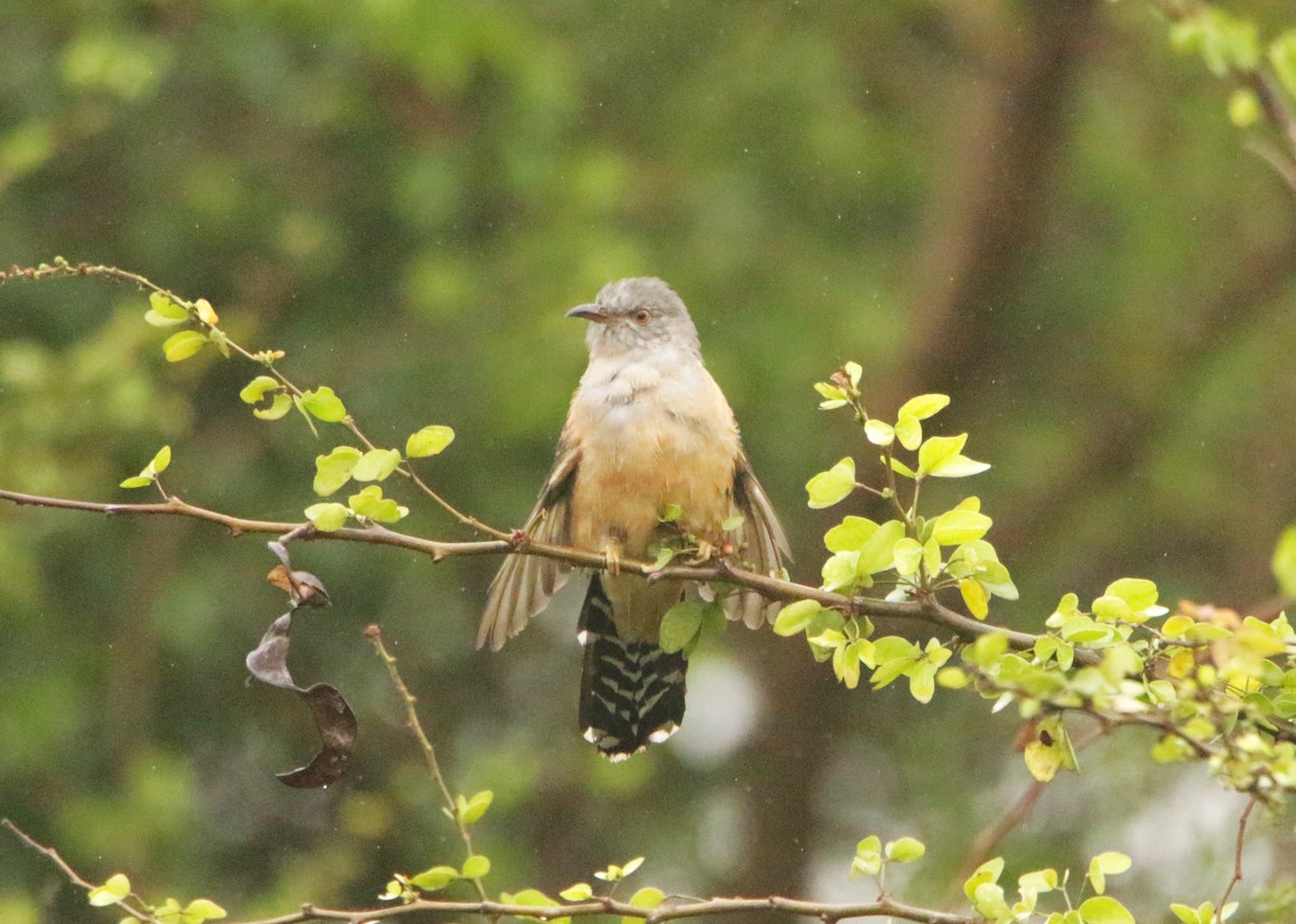 Plaintive Cuckoo - ML646406522