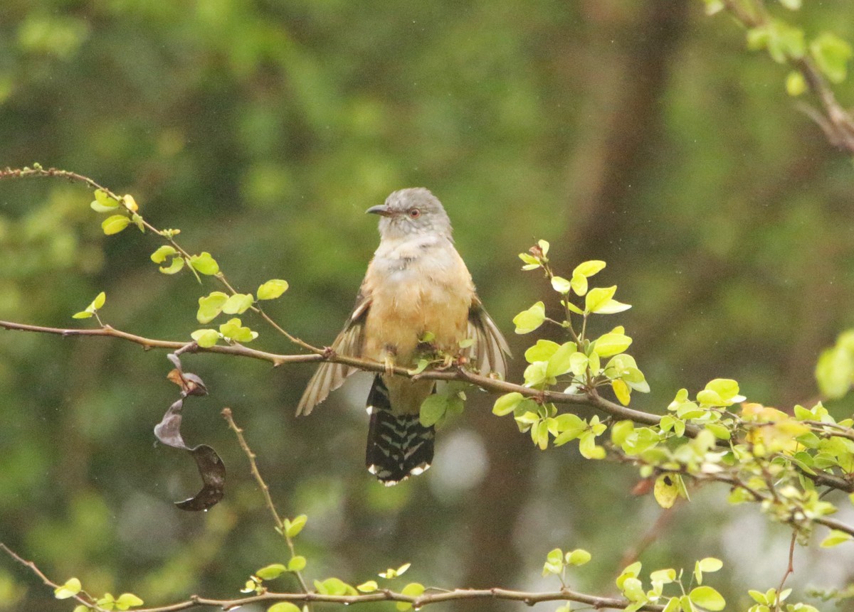 Plaintive Cuckoo - ML646406523