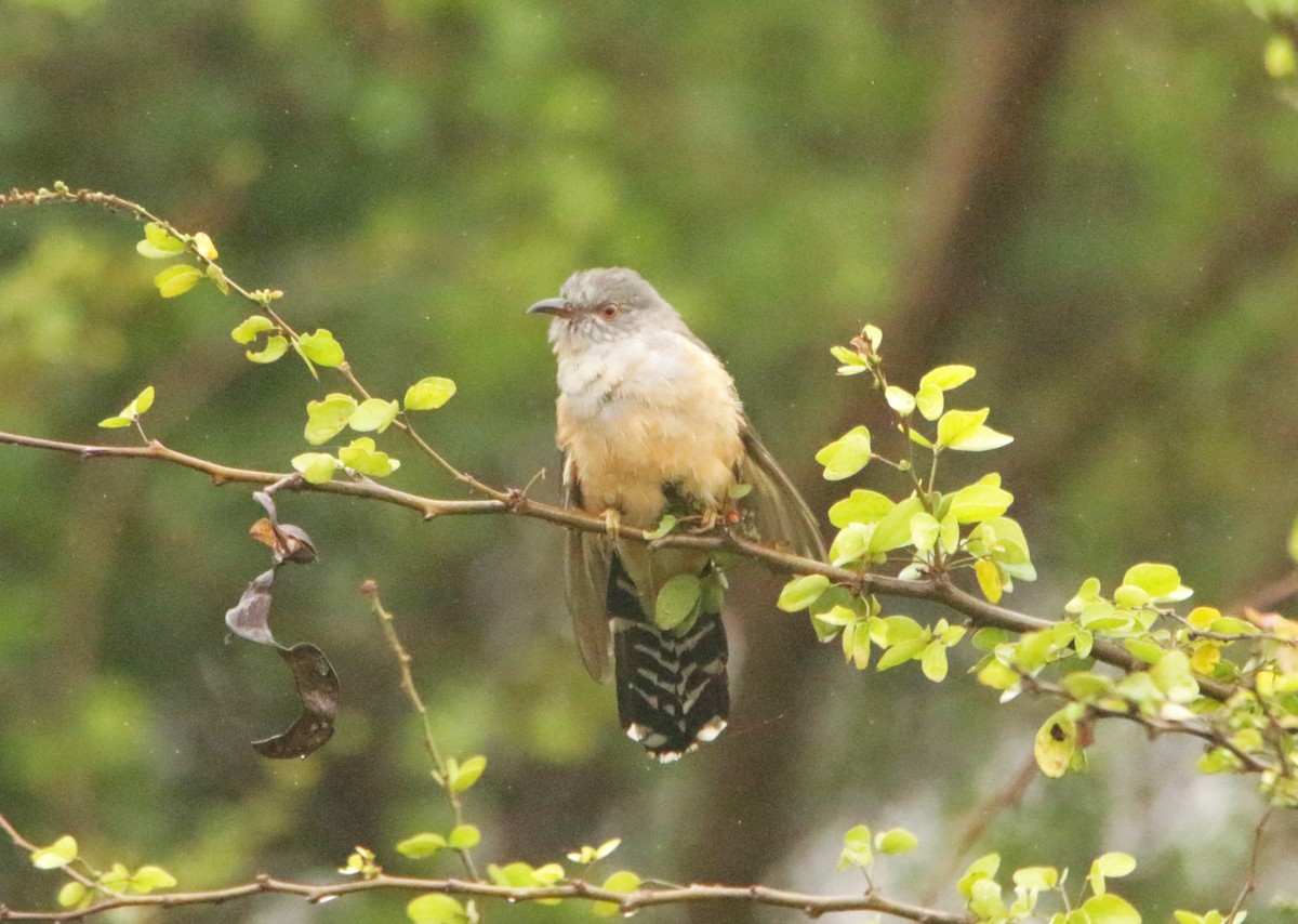 Plaintive Cuckoo - ML646406525