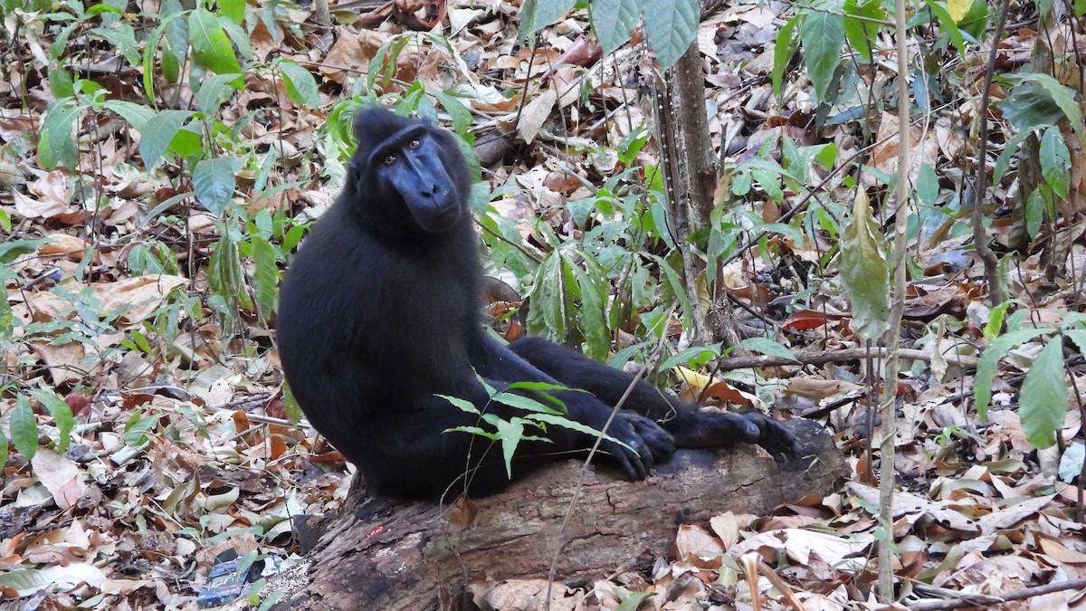 Celebes Crested Macaque - ML646406531