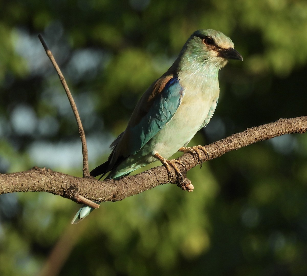 European Roller - ML646406534