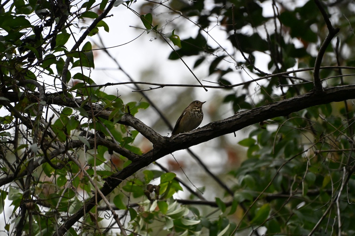 Hermit Thrush - ML646406539