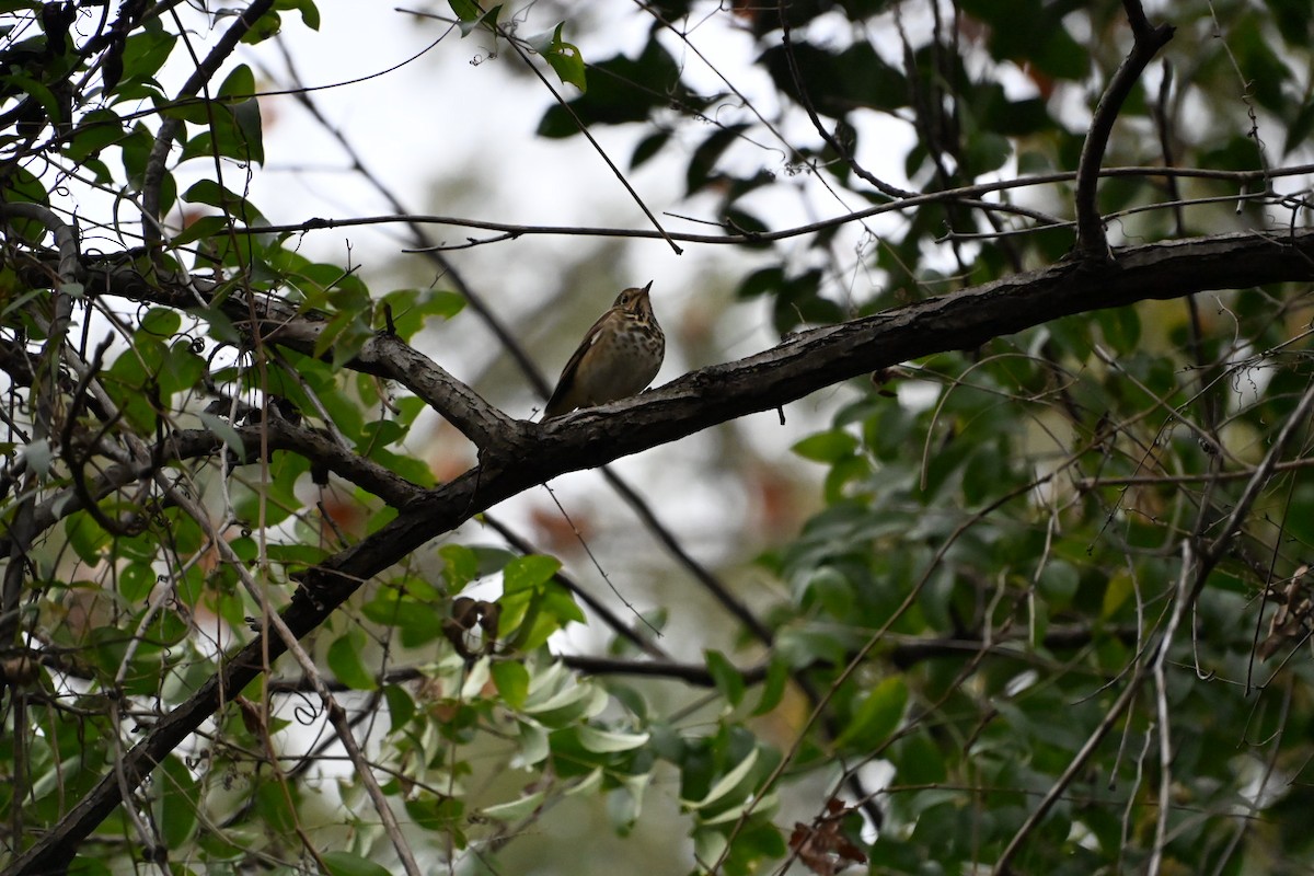 Hermit Thrush - ML646406540