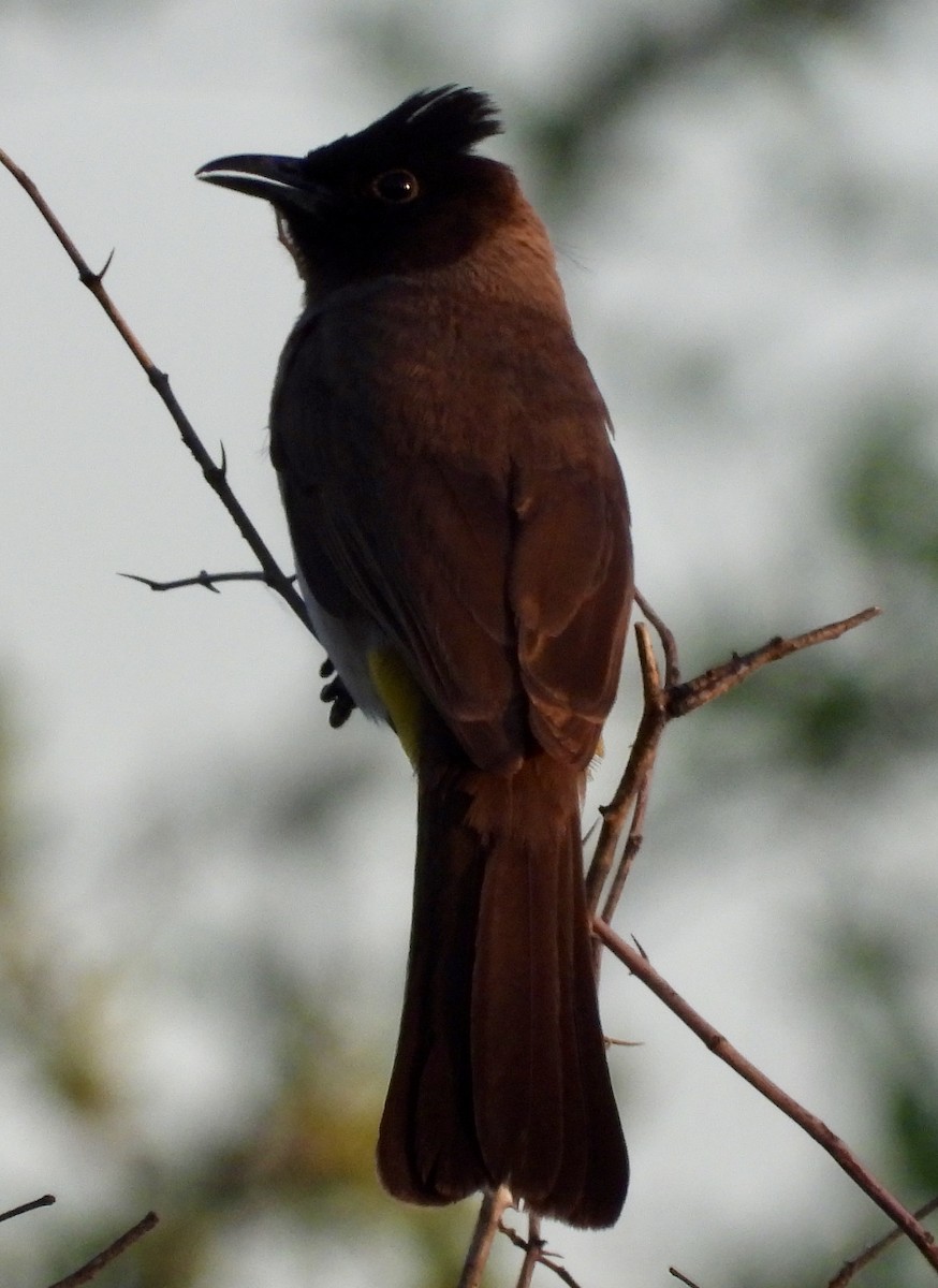 Common Bulbul - ML646406542