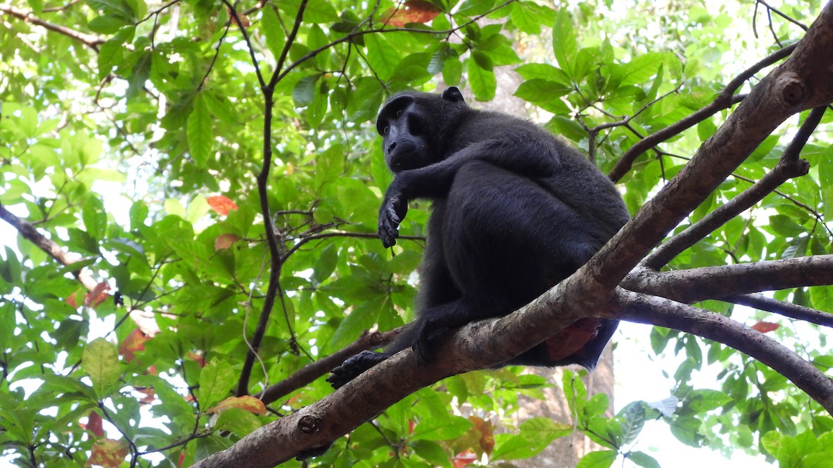 Celebes Crested Macaque - ML646406543