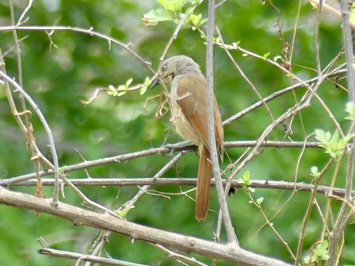 Collared Palm-Thrush - ML646406544