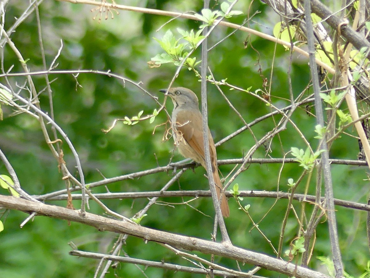 Collared Palm-Thrush - ML646406545