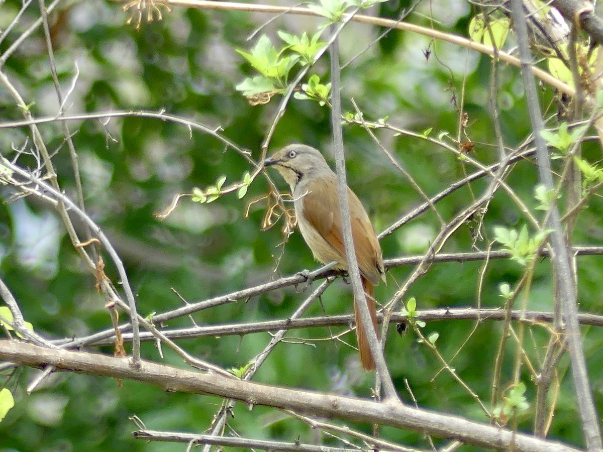 Collared Palm-Thrush - ML646406546