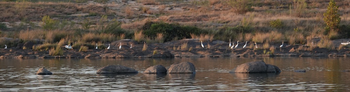 Great Egret - ML646406547