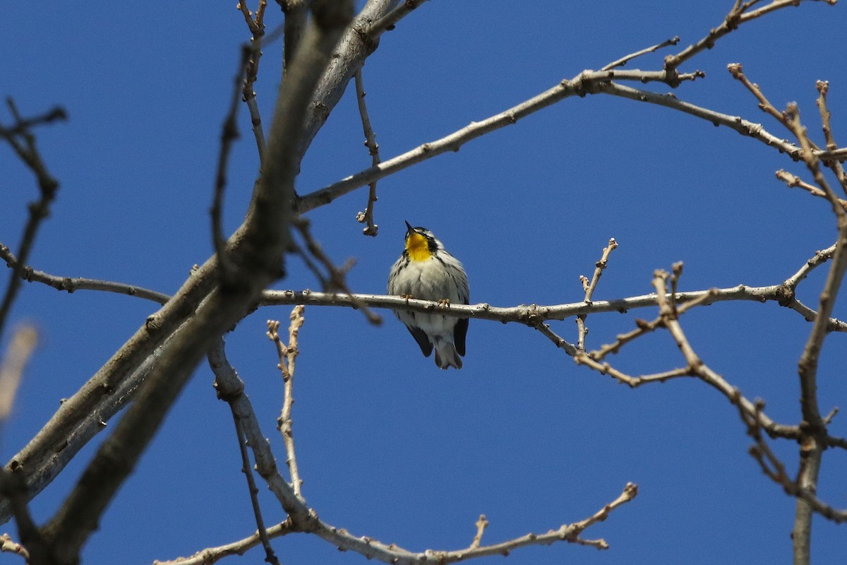 Goldkehl-Waldsänger - ML646406549