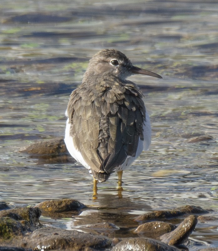 Spotted Sandpiper - ML646406551