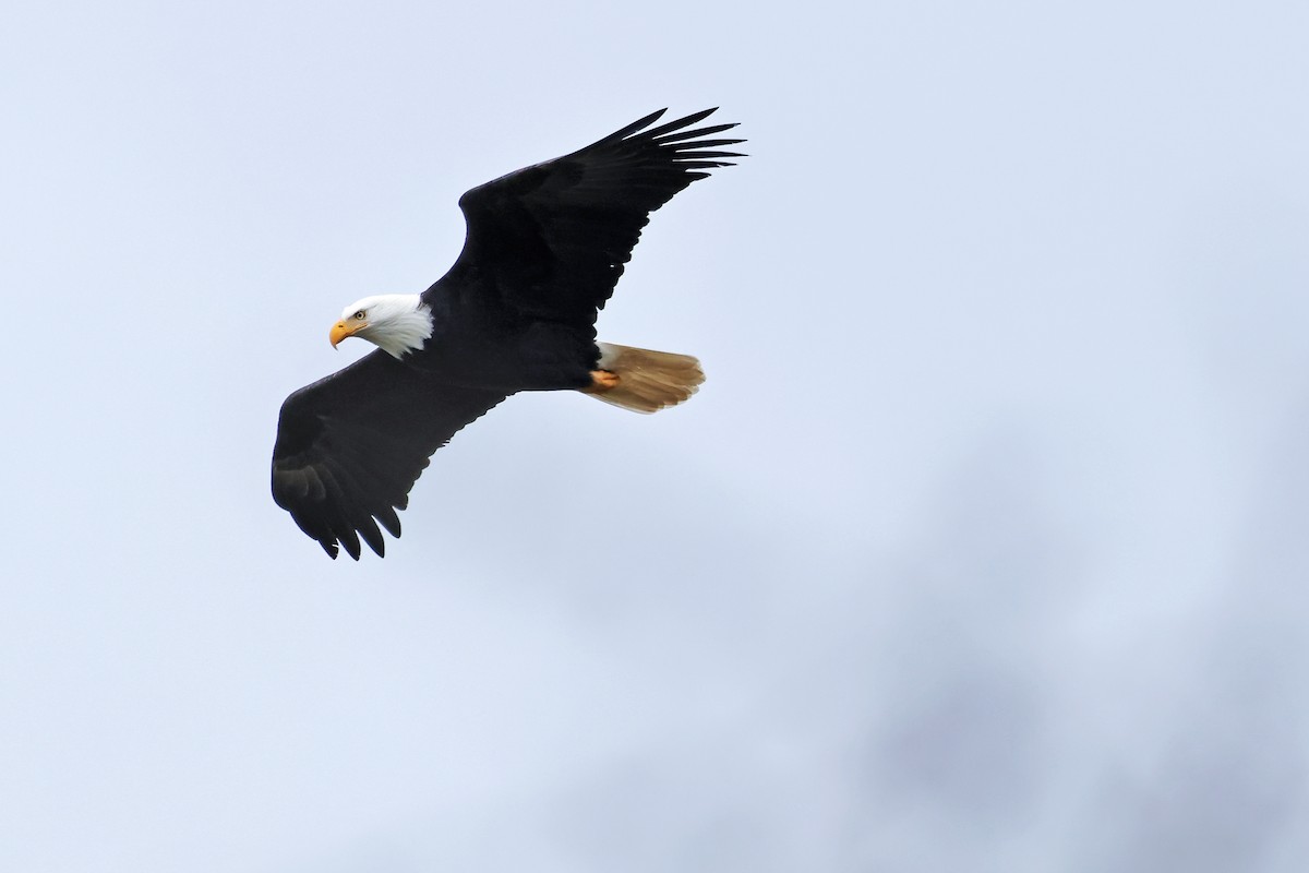 orel bělohlavý - ML646406553