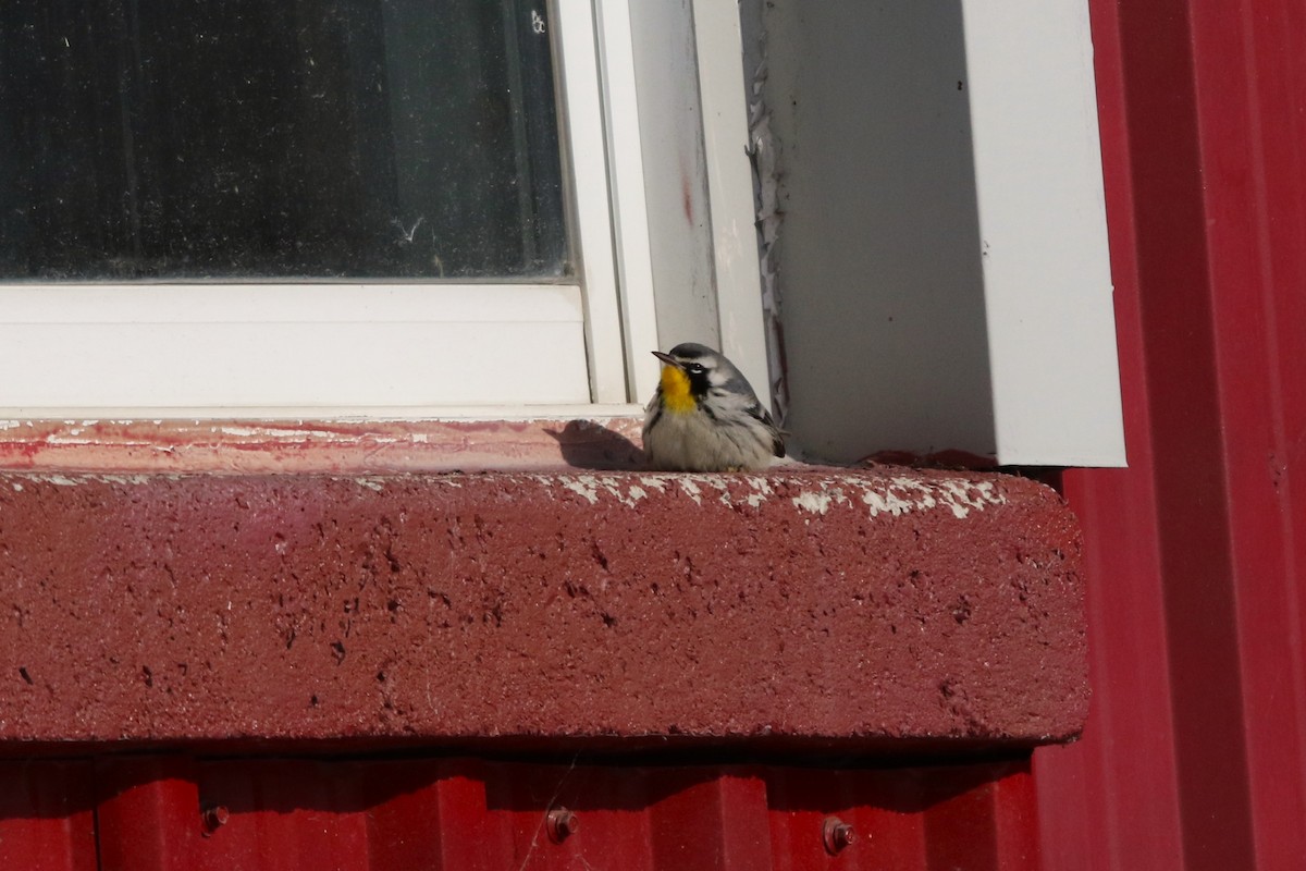 Goldkehl-Waldsänger - ML646406555