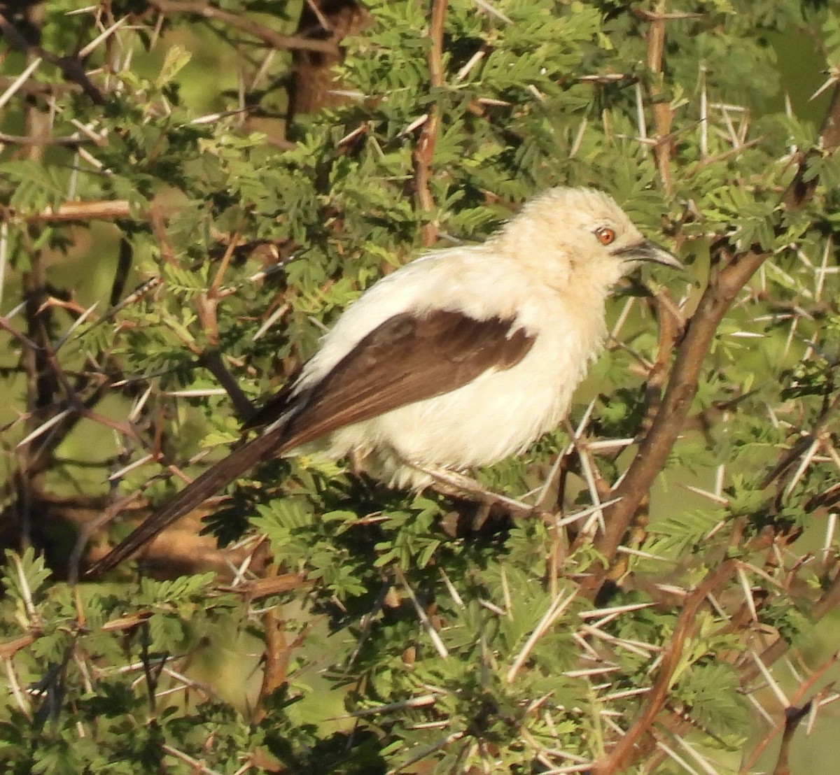 Southern Pied-Babbler - ML646406556