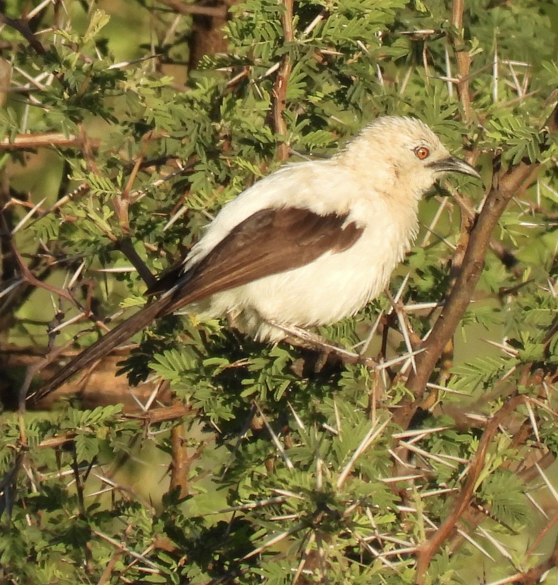 Southern Pied-Babbler - ML646406557