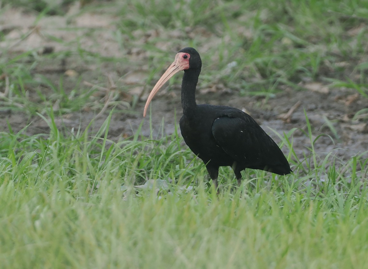 Bare-faced Ibis - ML646406558