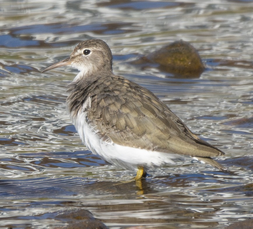 Spotted Sandpiper - ML646406559