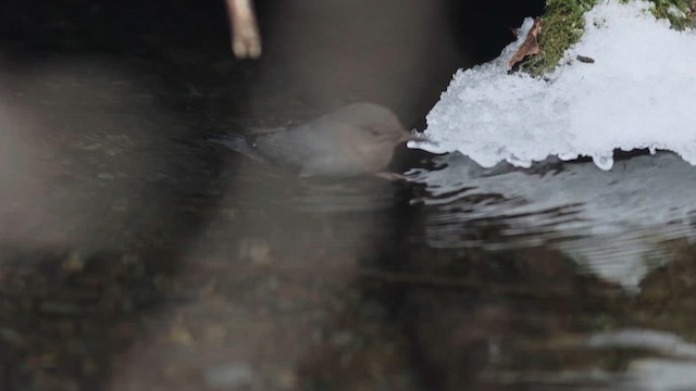 Ur-zozo iparramerikarra - ML646406560