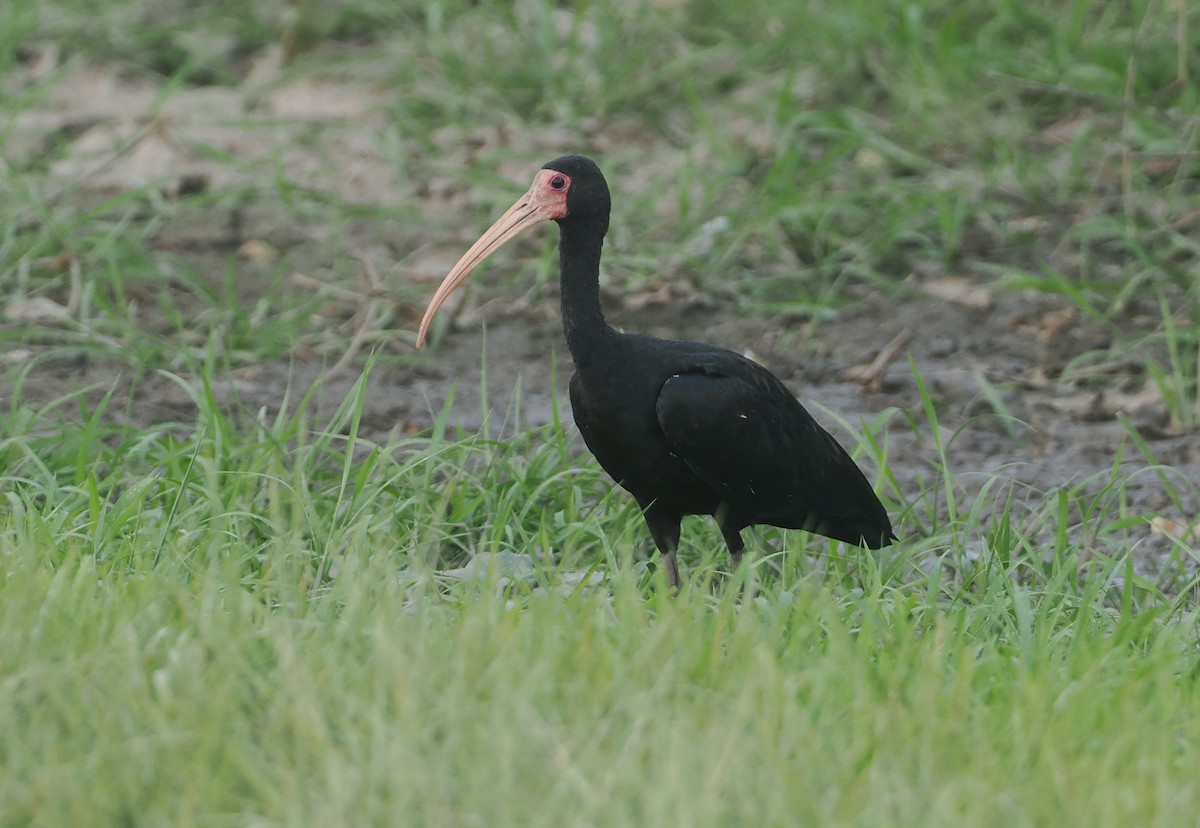 Bare-faced Ibis - ML646406561