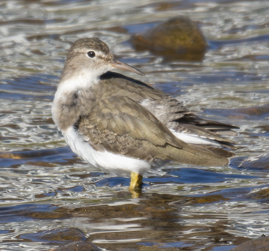 Spotted Sandpiper - ML646406564