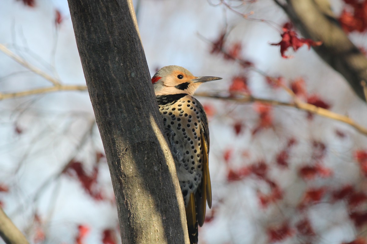 Northern Flicker - ML646406565