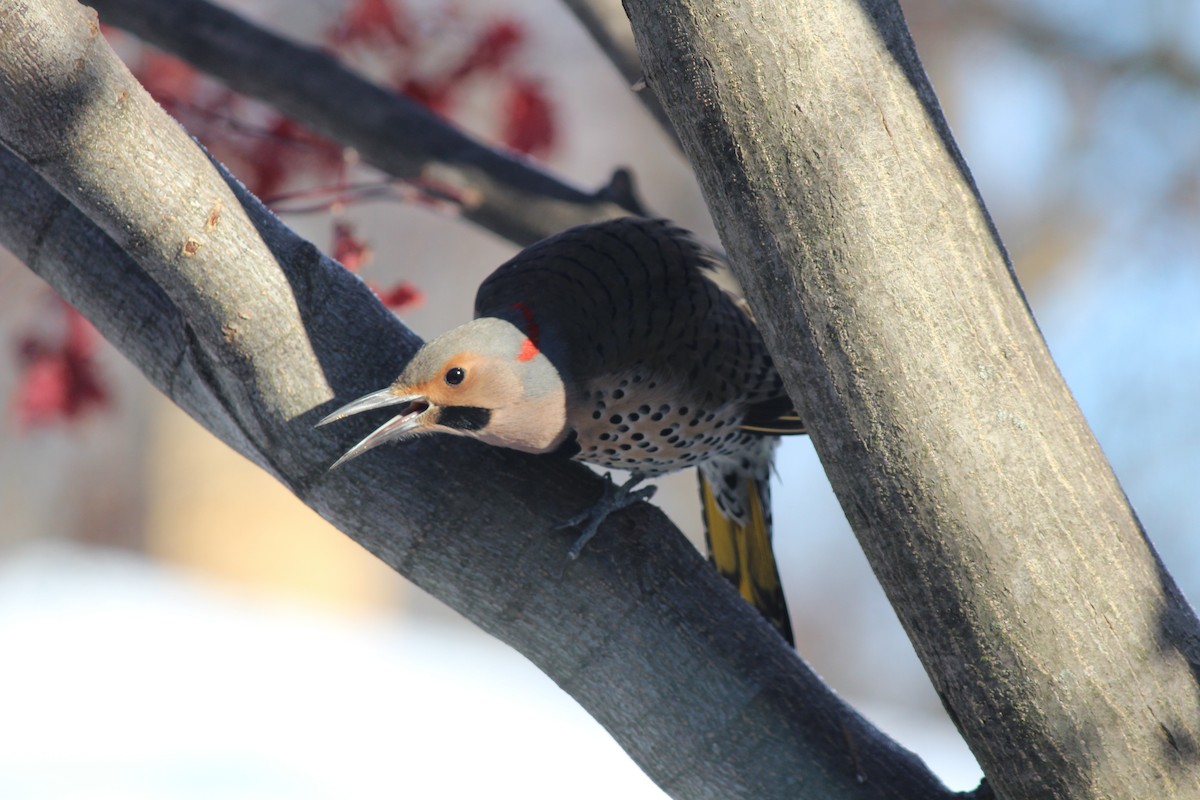 Northern Flicker - ML646406566