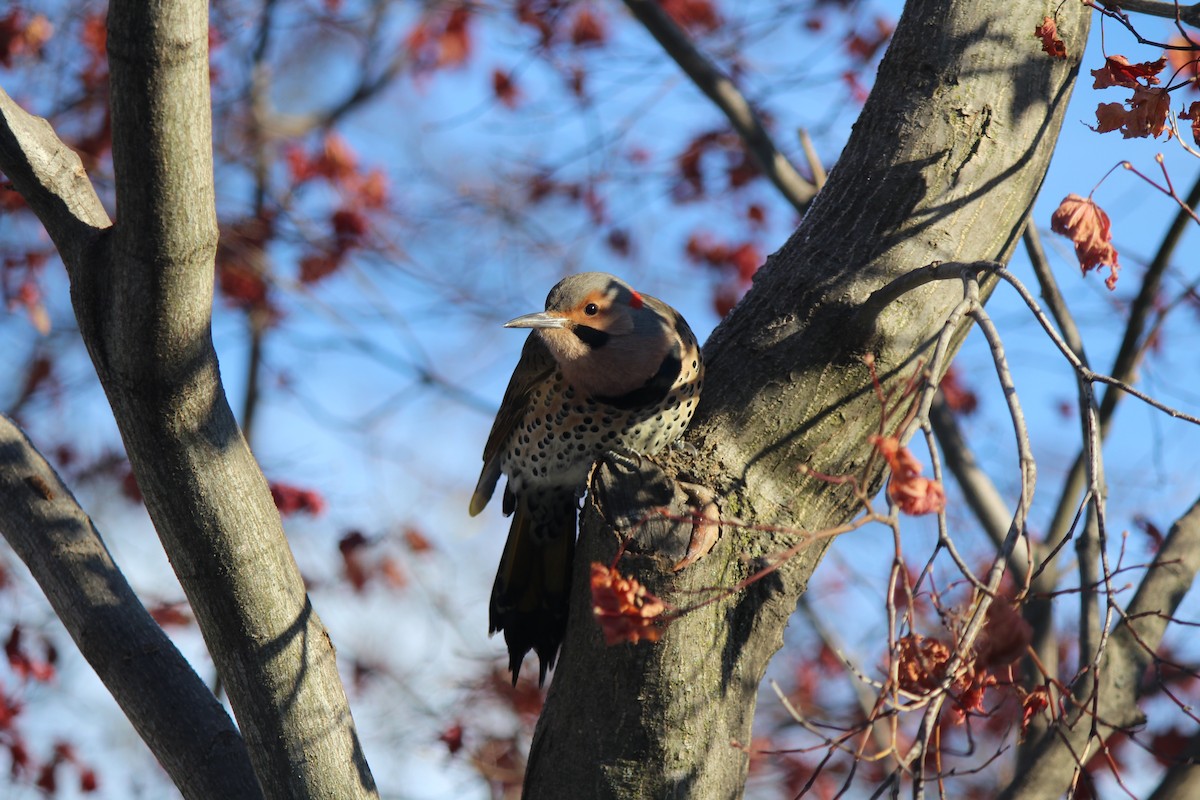 Northern Flicker - ML646406567