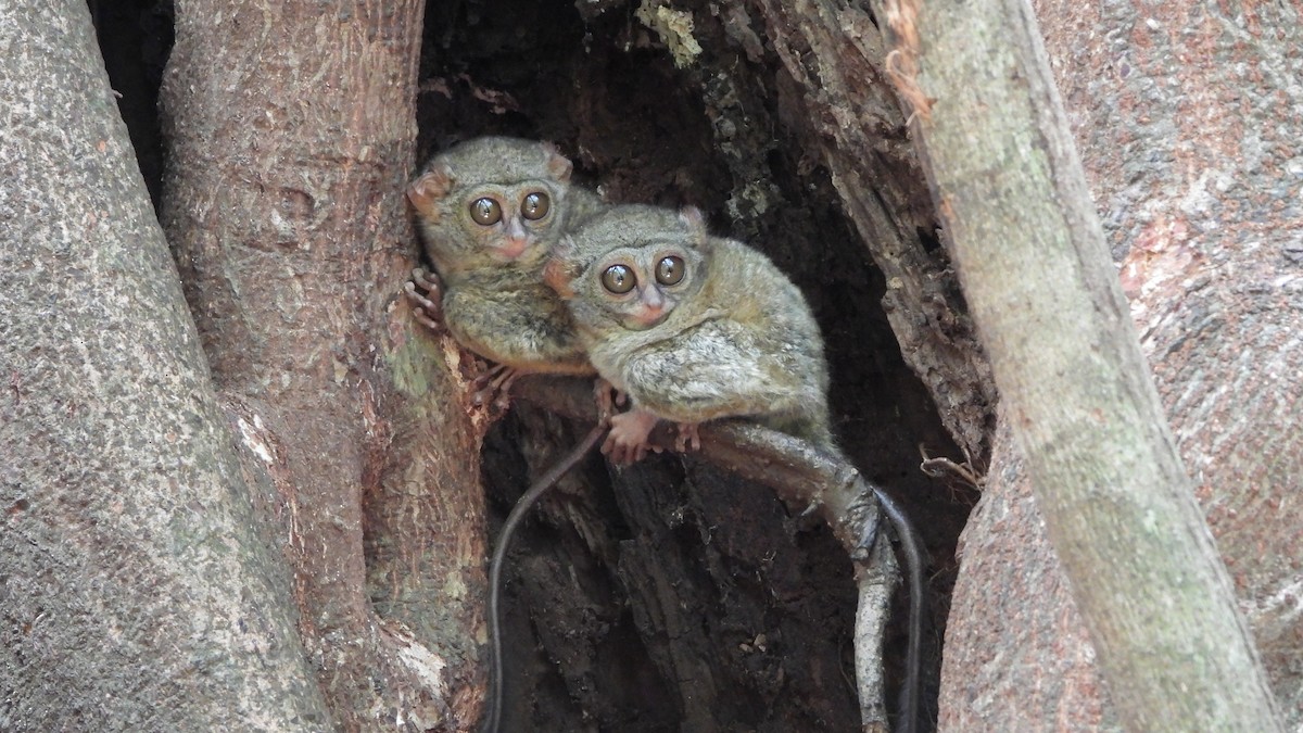 Gursky's Spectral Tarsier - ML646406569