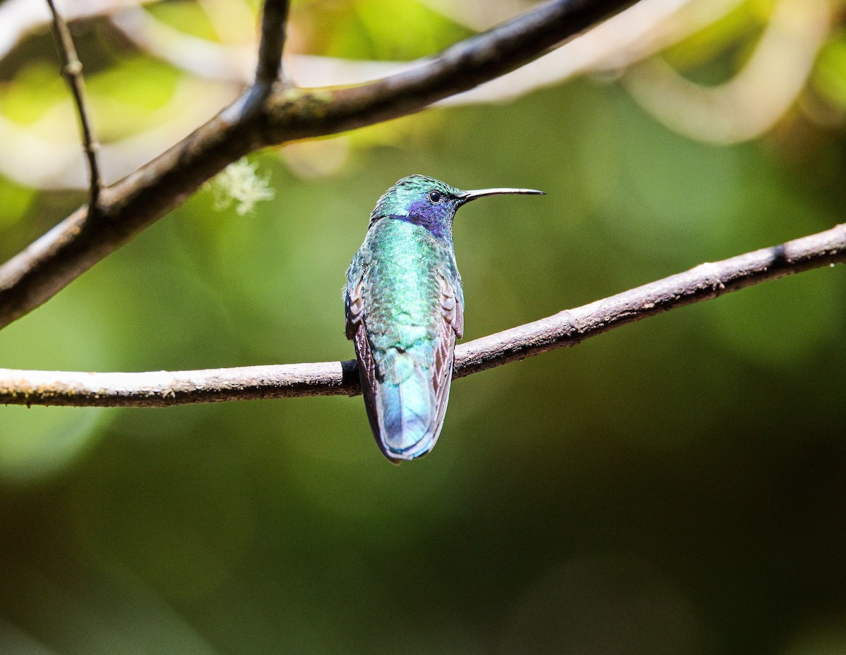 Lesser Violetear - ML646406574