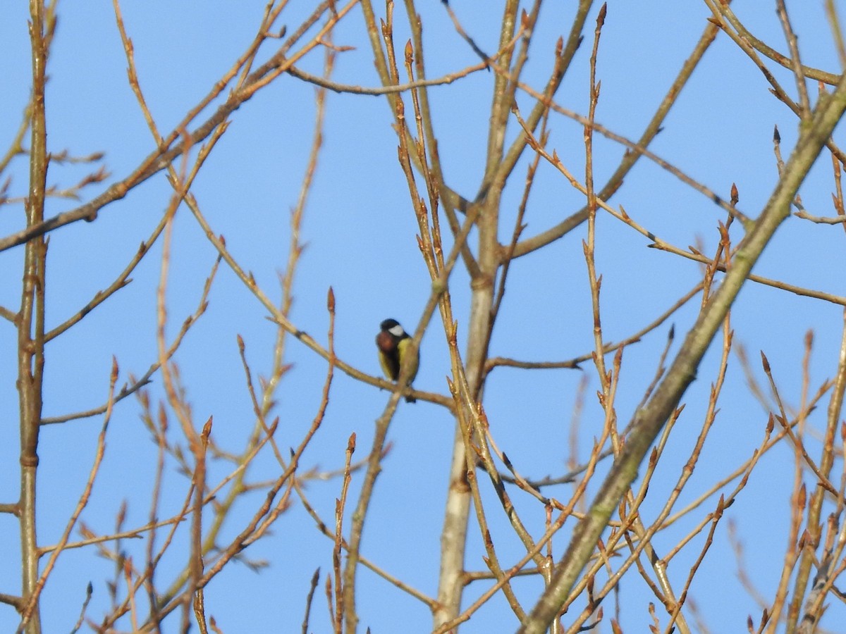 Great Tit - ML646406575