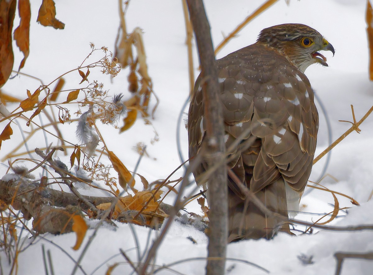 Sharp-shinned Hawk - ML646406577