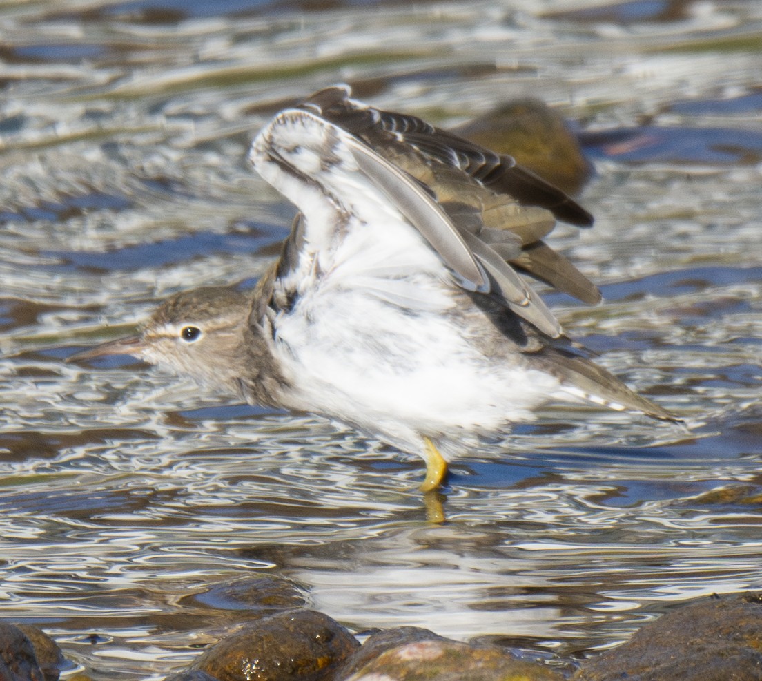 Spotted Sandpiper - ML646406578