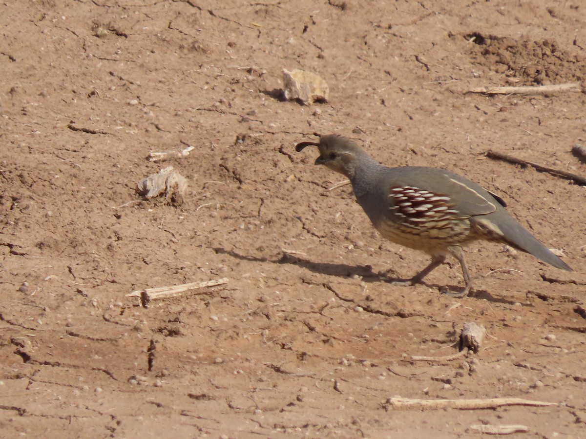 Gambel's Quail - ML646406579
