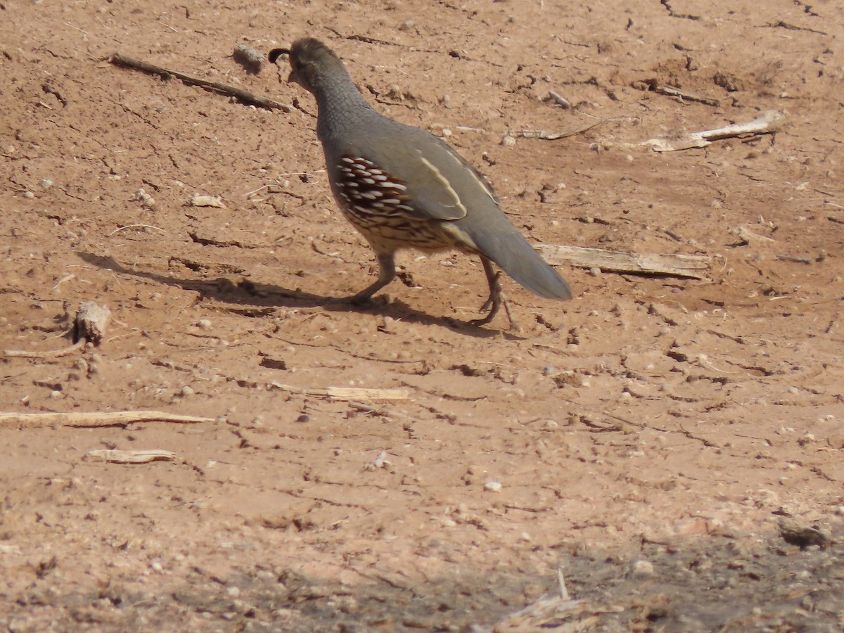 Gambel's Quail - ML646406580