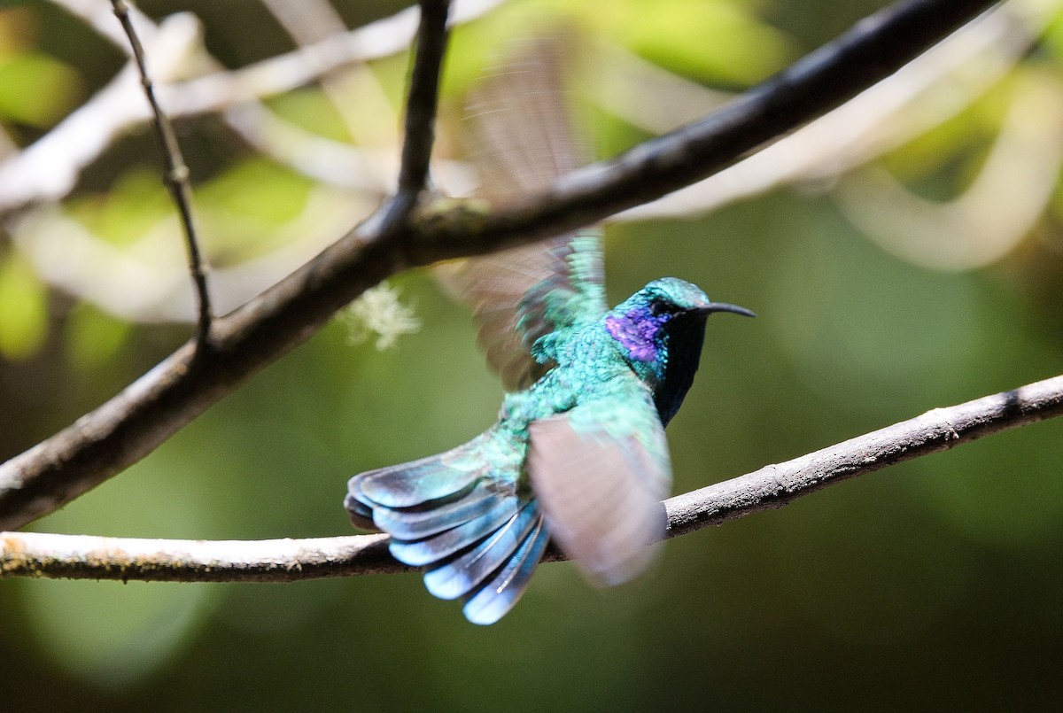 Lesser Violetear - ML646406583