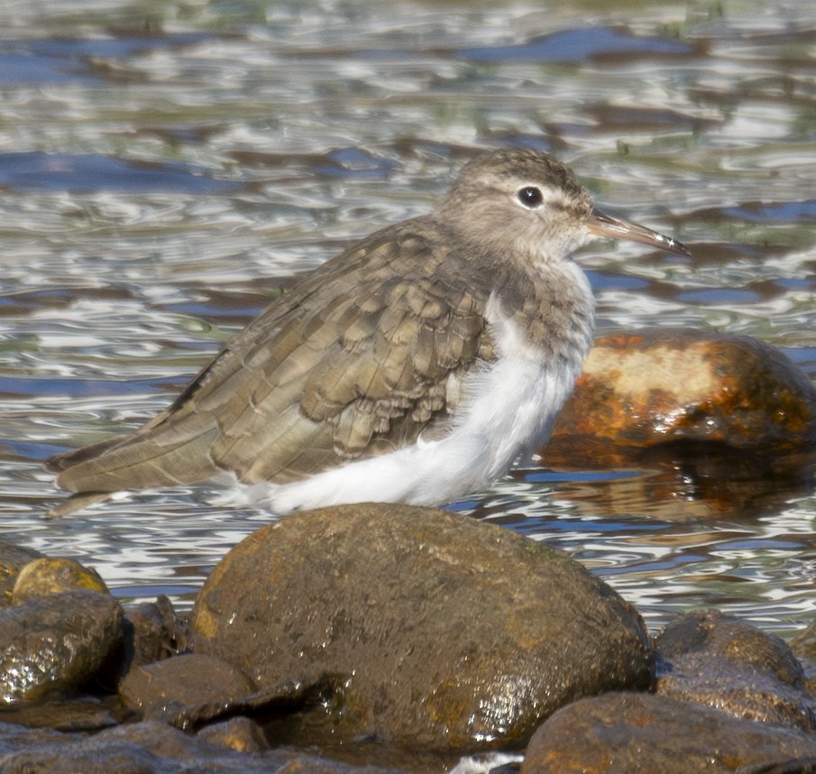 Spotted Sandpiper - ML646406584