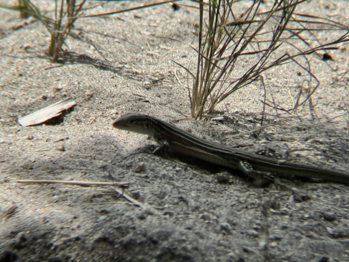 Gaige's Rainbow Lizard - ML646406585