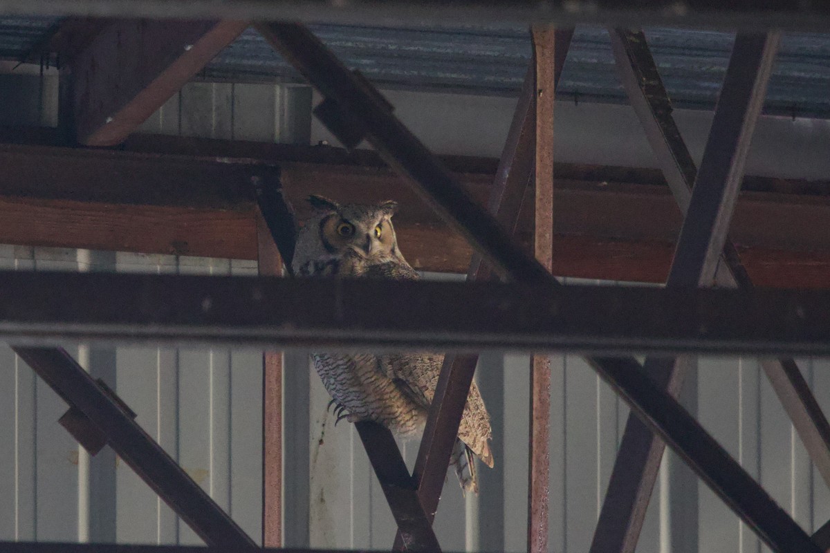 výr virginský - ML646406586