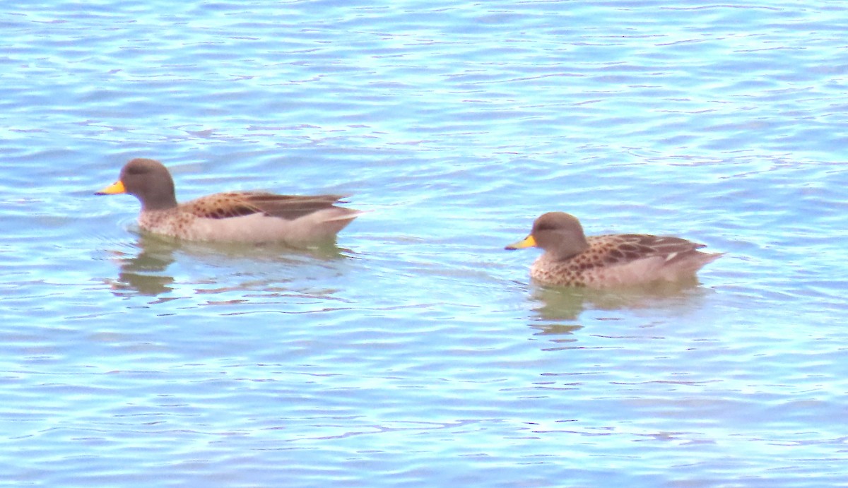 čírka kropenatá - ML646406588