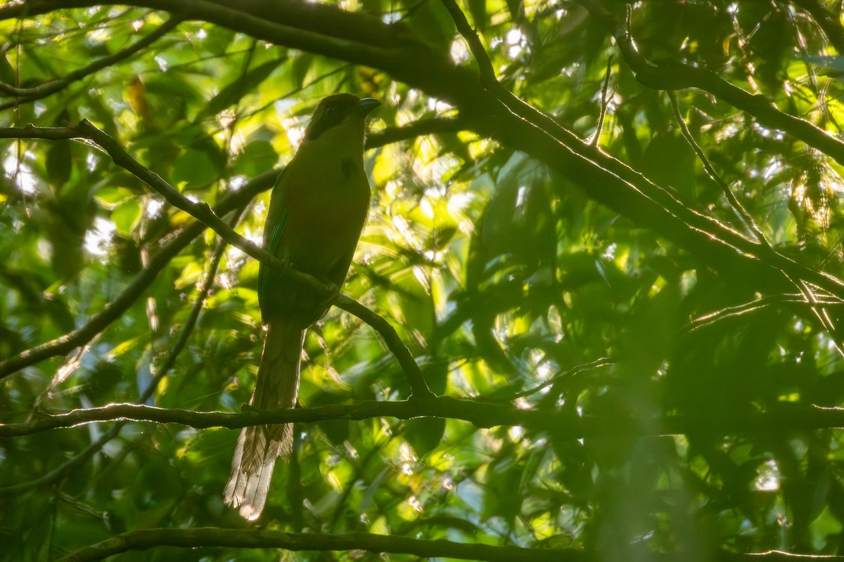 オオハチクイモドキ - ML646406590