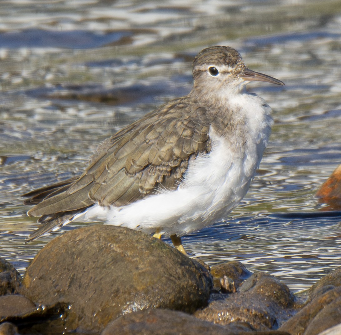 Spotted Sandpiper - ML646406591