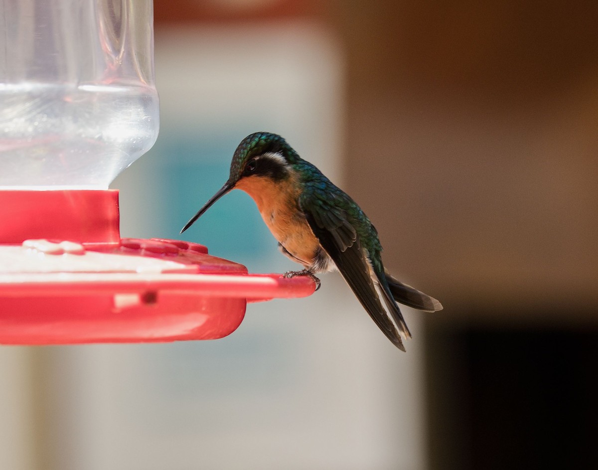 Purple-throated Mountain-gem - ML646406592