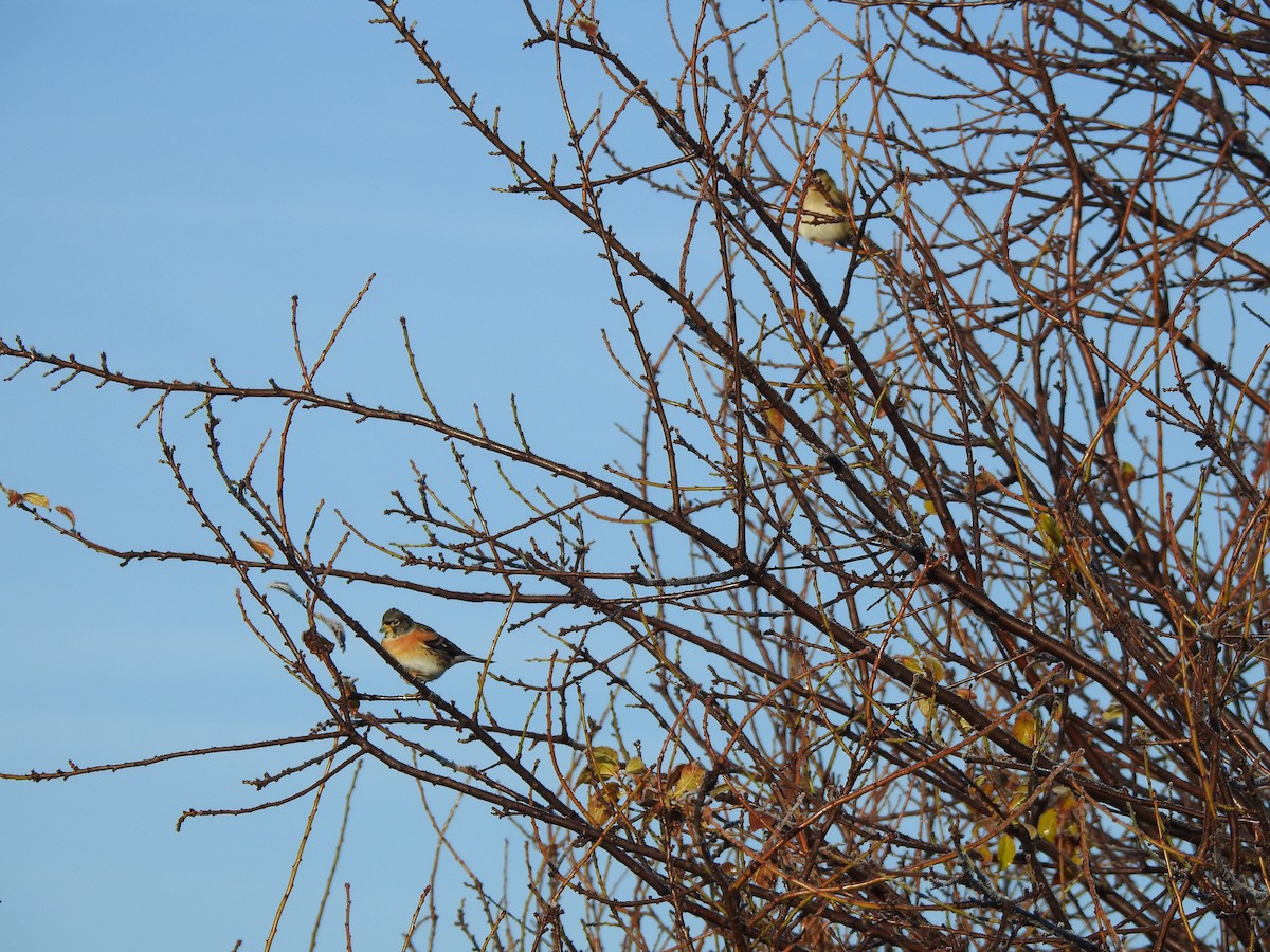 Brambling - ML646406593