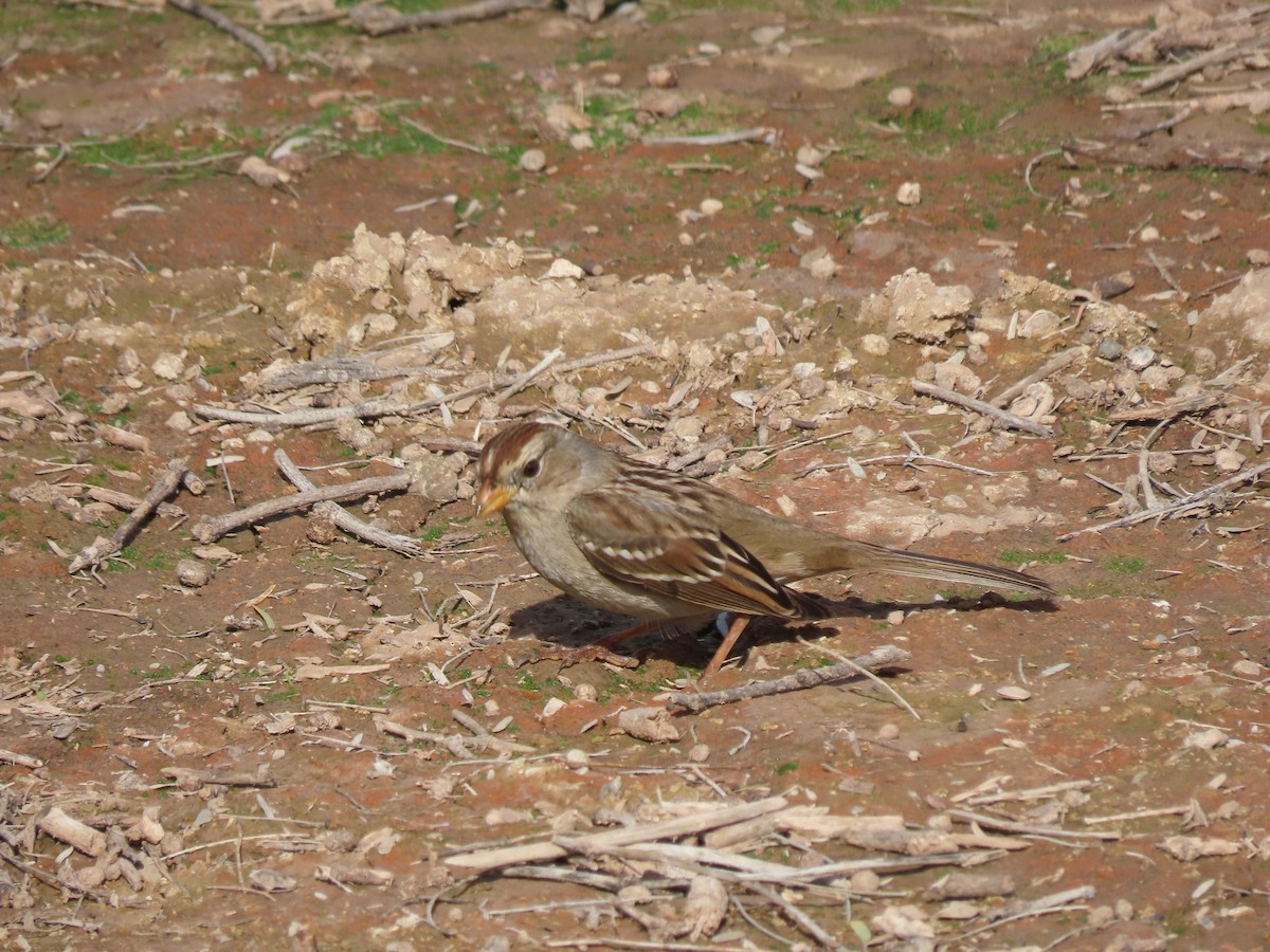 White-crowned Sparrow (Gambel's) - ML646406594